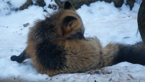 Red Fox Licking Itself Stock Footage 100976178
