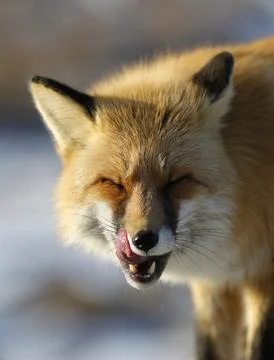 Red fox licks her lips Foto stock
