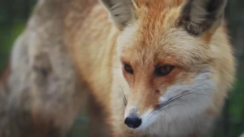 Red Fox licks his lips amusingly and leaves Stock Footage 159605327