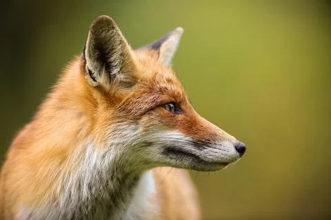 Red fox looking aside in summer with blurred background Stock Photos