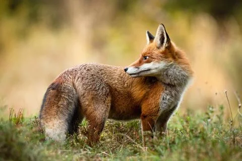Red fox looking back over shoulder on a meadow in autumn nature. Stock Photos