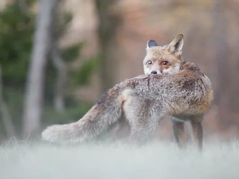 Red fox looking back over shoulder in forest meadow Stock Photos