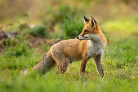 Red fox looking behind over shoulder at sunset in summer Stock Photos