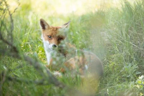 Red fox, looking behind through grass Stock Photos