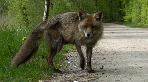 Red fox looking to the camera and walks in the forest Stock Footage 59882653