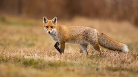 Red fox looking to the camera on dry field in autumn Stock Photos