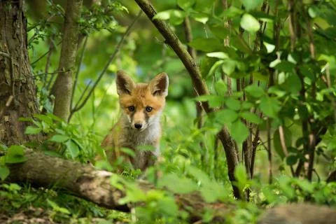 Red fox looking to the camera in fresh forest in summer Stock Photos