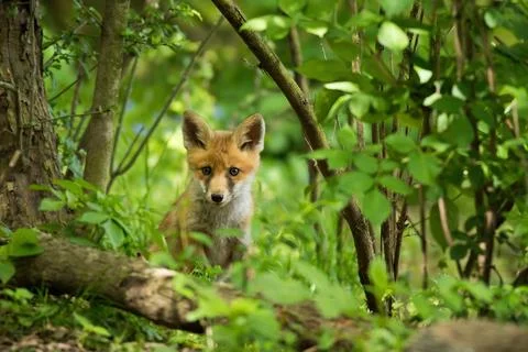 Red fox looking to the camera in fresh forest in summer Stock Photos