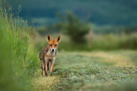 Red fox looking to the camera on grassland in summer Stock Photos