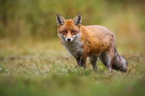 Red fox looking to the camera on green field in autumn Stock Photos