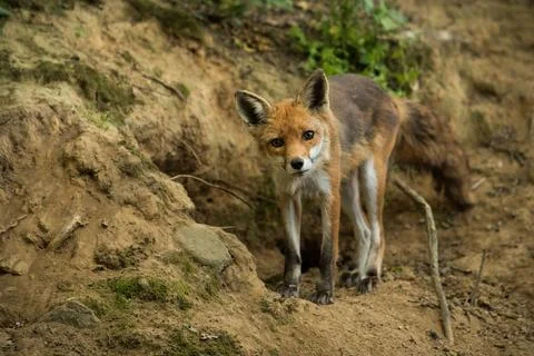 Red fox looking to the camera on ground in springtime Stock Photos