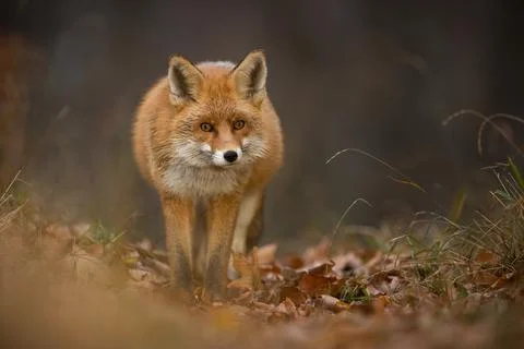 Red fox looking to the camera on leaves in autumn nature Stock Photos
