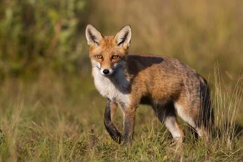 Red fox looking into the camera on a meadow in autumn at sunset. Stock Photos