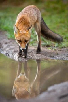 Red fox looking to the camera reflected on water surface in autumn. Stock Photos