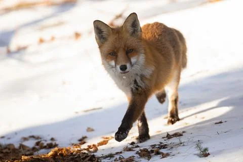Red fox looking to the camera on snow in winter sun Stock Photos