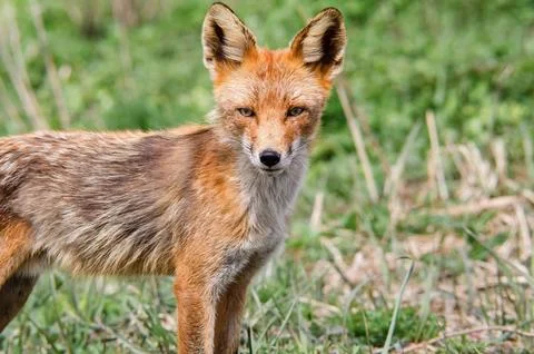 Red Fox Looking At Camera In Spring Vegetation. Wildlife Portrait Stock Photos