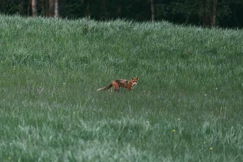 Red fox is looking to camera on summer morning. Wild mammal watching on meadow Foto stock
