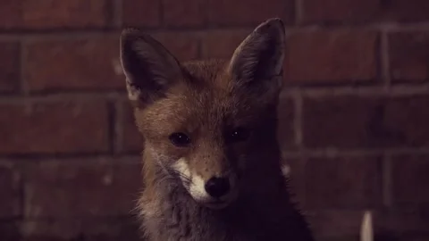 Red Fox Looking At Camera While Sitting At Night (Shot 1) Stock Footage 243251903