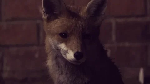 Red Fox Looking At Camera While Sitting At Night (Shot 2) Stock Footage 243267285