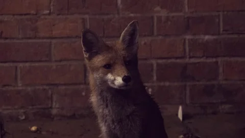 Red Fox Looking At Camera While Sitting At Night (Shot 4) Stock Footage 243267613