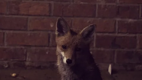 Red Fox Looking At Camera While Sitting At Night (Shot 3) Stock Footage 243268001