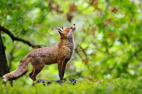 Red fox looking up to the crown of trees in a deciduous forest in a fairy tale 스톡 사진