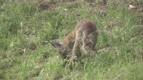Red fox looking for food Stock Footage 220451741