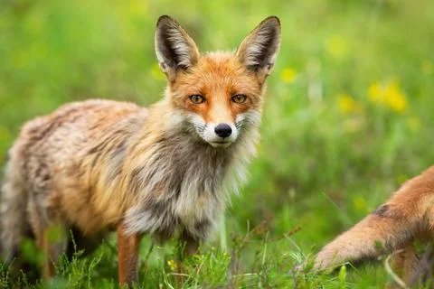 Red fox looking on meadow in summer nature in close-up Stock Photos