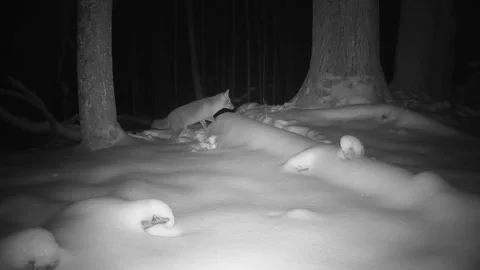 Red  fox is looking for prey in  winter forest Stock Footage 289567917