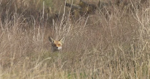 Red fox looking through grass Stock Footage 81066674