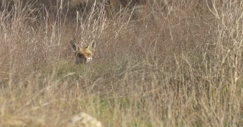 Red fox looking through grass Stock Footage 81066907
