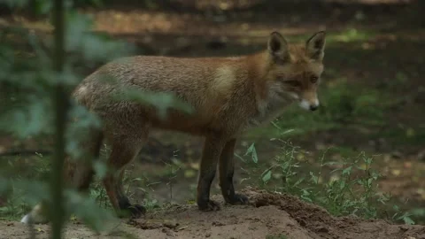 Red Fox Looks at the Camera, Then Walks in the Forest in Search of Food Stock Footage 268725197
