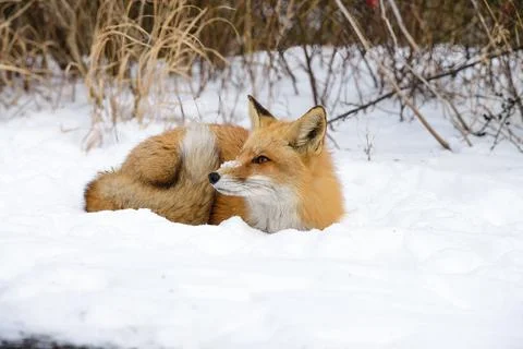 Red fox lounging in the snow in winter in New Jersey 写真素材
