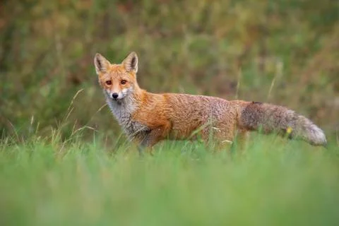 Red fox from low angle standing on a meadow in autumn Stock Photos
