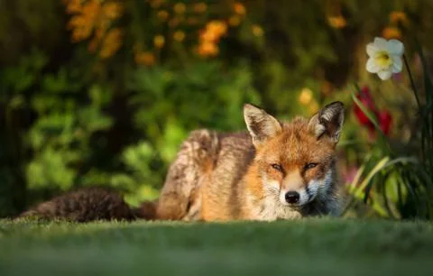 Red Fox lying in the back yard by the flowers Stock Photos
