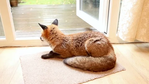 Red fox lying on a door mat inside home during rain Stock Footage 109441124