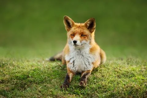 Red fox lying on the grass in summer Stock Photos