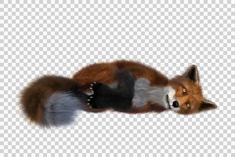 Red Fox lying on its side 3D render isolated on transparent background Stock Illustration