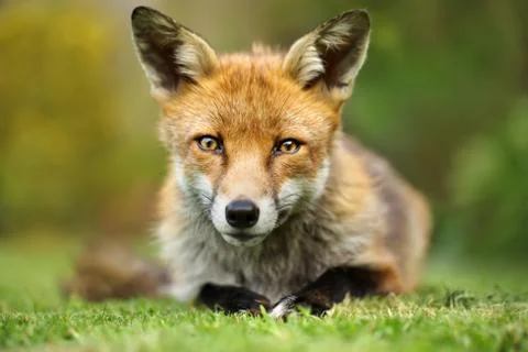 Red fox lying relaxed on the grass in the back garden Stock Photos