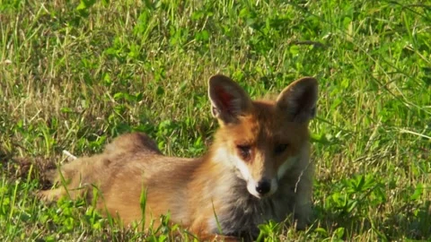 Red fox lying relaxed on meadow in spring sunshine Stock Footage 327324222