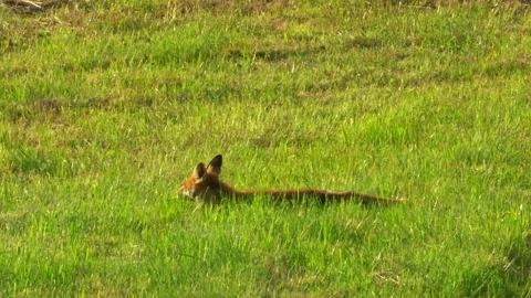 Red fox lying relaxed on meadow in spring sunshine Stock Footage 327326187
