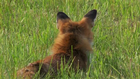 Red fox lying relaxed on meadow in spring sunshine Stock Footage 327326441