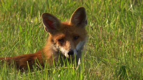 Red fox lying relaxed on meadow in spring sunshine Stock Footage 327326456