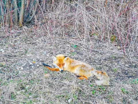 Red fox lying on the sidewalk Stockfoto's