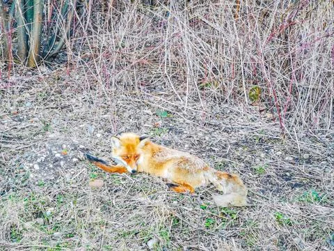 Red fox lying on the sidewalk 库存照片