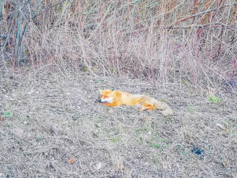 Red fox lying on the sidewalk Фото