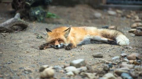 Red fox lying sleeping on the ground Foto stock