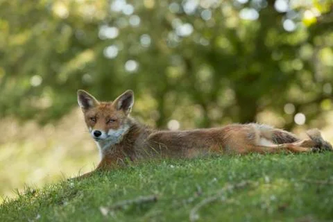 Red fox, lying stretched in grass, looking in camera Stock Photos
