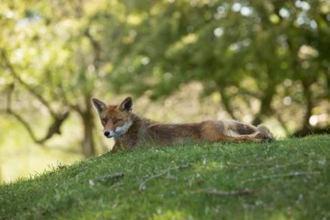 Red fox, lying stretched, looking in camera Foto stock