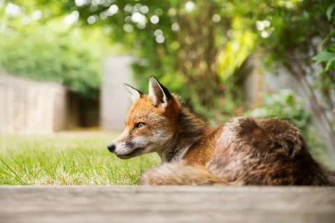 Red fox lying under the tree by the patio decking Stock Photos